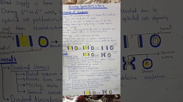 Duodenum+Liver and biliary apparatus | GIT Development | Part 2 смотреть онлайн