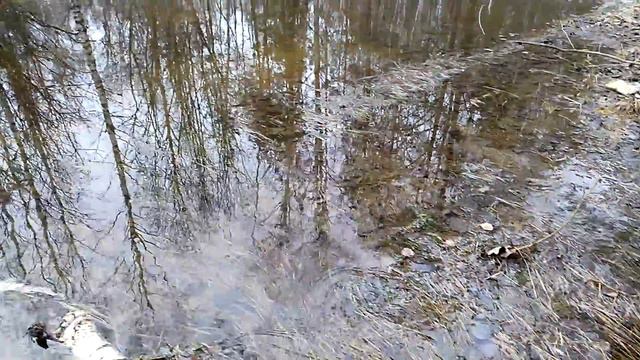 Весна в лесу. смотреть онлайн