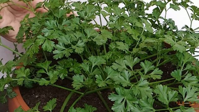 У меня петрушка на зиму всегда свежая. И у вас она тоже может быть вот такой смотреть онлайн