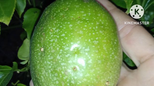 identificar daño de la chincha en el cultivo de maracuyá смотреть онлайн