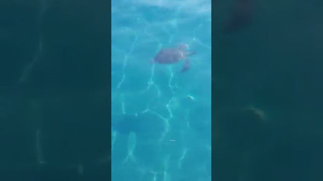 Черепаха в Средиземном море смотреть онлайн