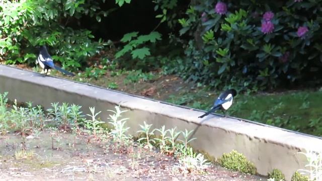 Canon PowerShot SX540 Zoom смотреть онлайн