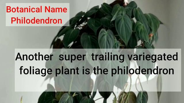 25 Best Houseplants Grow In Hanging Basket|plantsname|Indoorplants|lowlightplants@AdmiringPlants