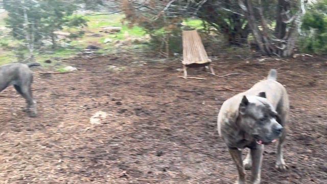 CANE CORSO Dog Tries to MATE with PITBULL смотреть онлайн
