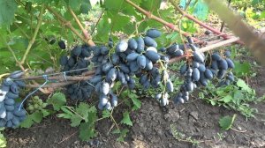 ГФ  винограда  Владыка Ночи  2022  Бурдак А В