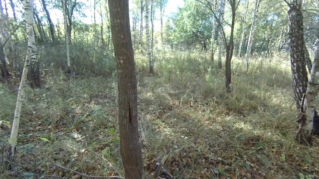 В поисках грибов. После заморозков смотреть онлайн