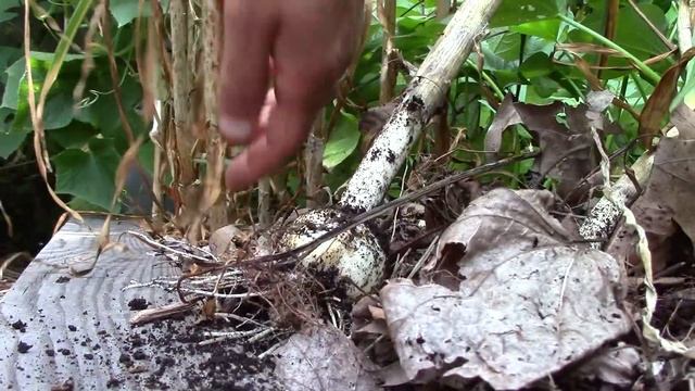 How We Grow, Cure & Store Garlic: From Clove To Bulb