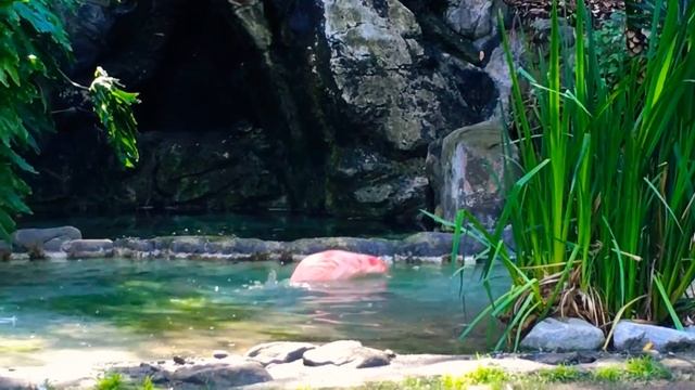 Flamingo spa day смотреть онлайн