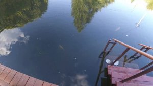 Как быстро вырастить форель в пруду до рекордного веса .Самая большая форель.