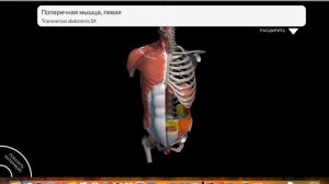 7. Мышцы живота и диафрагма