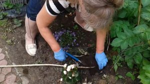 Салат на семена,лук суворова.