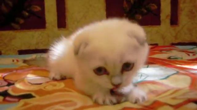 Malinka Gelioland девочка скоттиш фолд серебристый колор пойнт смотреть онлайн