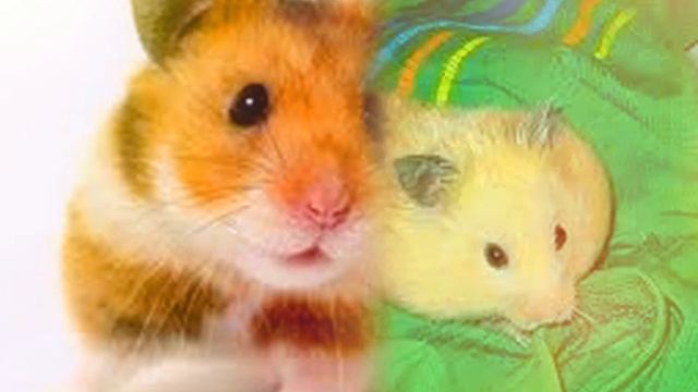 прикольные хомячки) смотреть онлайн