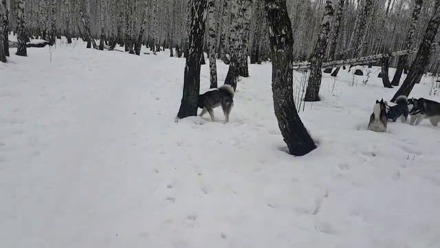 Стая хаски ???A Pack Of Huskies#сибирскийхаски#huskyIdel
