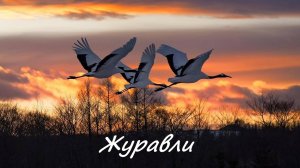 Далеко журавли улетели