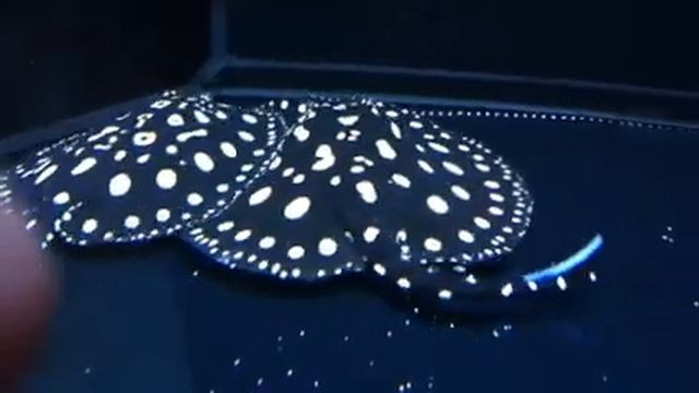Bd ray смотреть онлайн
