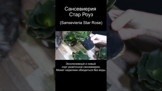 Комнатное растение Сансевиерия Стар Роуз (Sansevieria Star Rose) смотреть онлайн