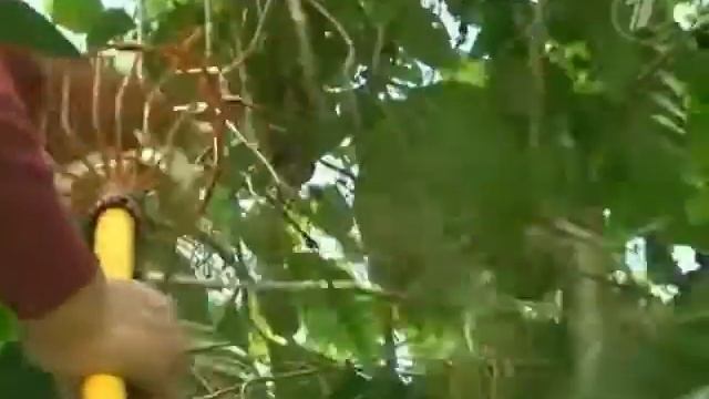 Познавательное видео о Чае "НОНИ" смотреть онлайн