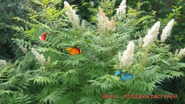 Рябинник рябинолистный (sorbaria sorbifolia) ? рябинник обзор: как сажать саженцы рябинника смотреть онлайн