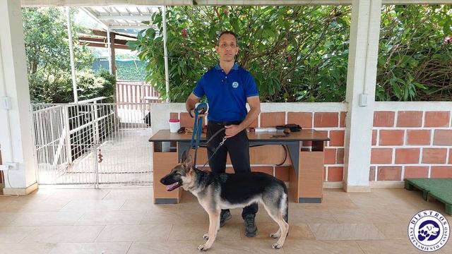 Importancia de la correa larga смотреть онлайн