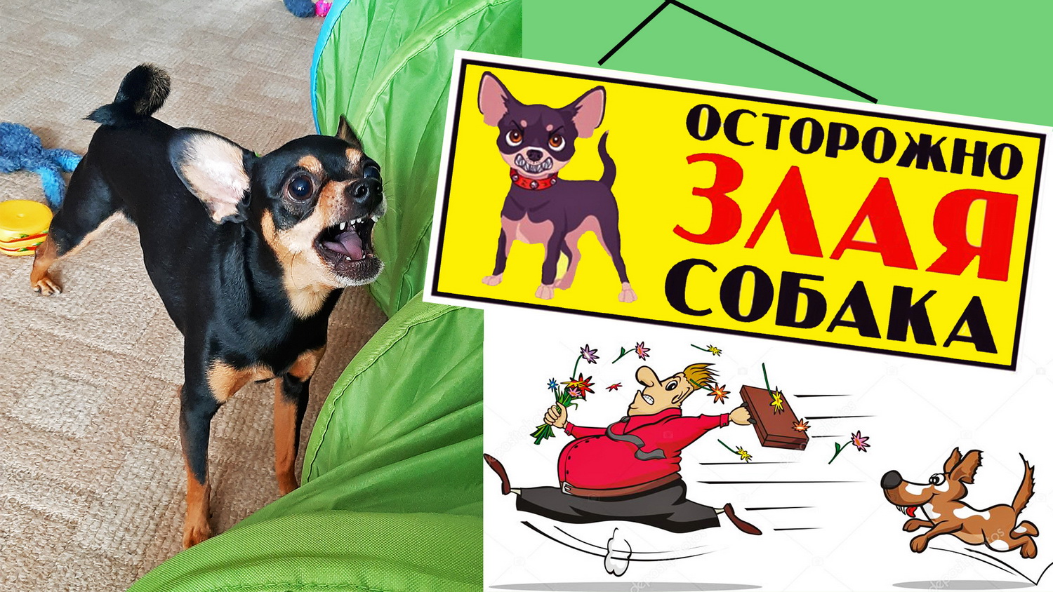 Той терьер выполняет команду "Фас" или осторожно злая собака смотреть онлайн