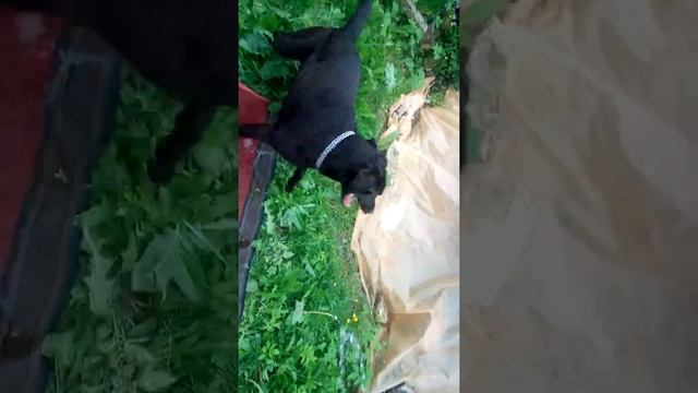 Лёгкий способ почистить ковёр. Понадобится шланг и лабрадор смотреть онлайн