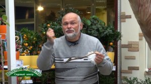 Вирус табачной мозаики на томатах