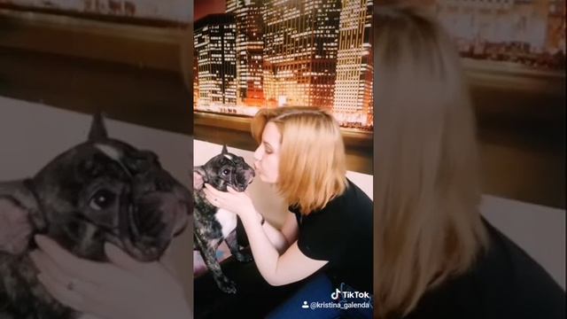 Французский бульдог не любит целоваться смотреть онлайн