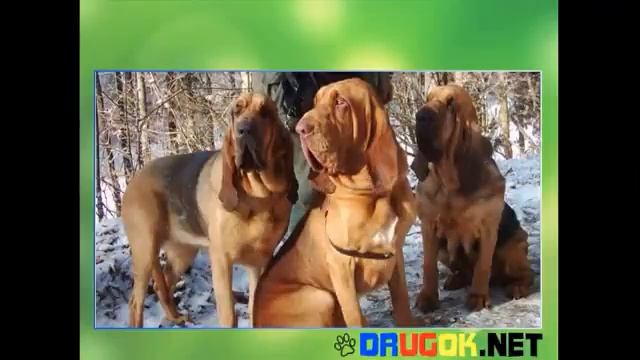 Бладхаунд. Характеристика породы. смотреть онлайн