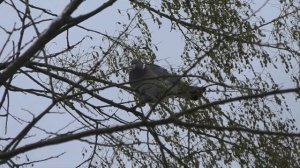 Один день из жизни дикого голубя -вяхиря