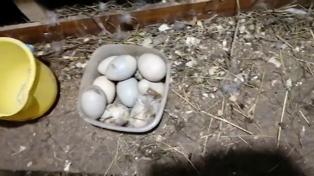 Утка на гнезде зимой. смотреть онлайн