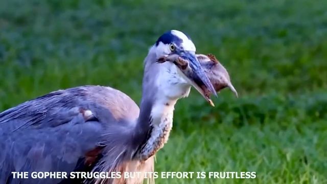 INSANE AND SHOCKING BIRDS CAN SWALLOW ANYTHING IN MINUTES смотреть онлайн