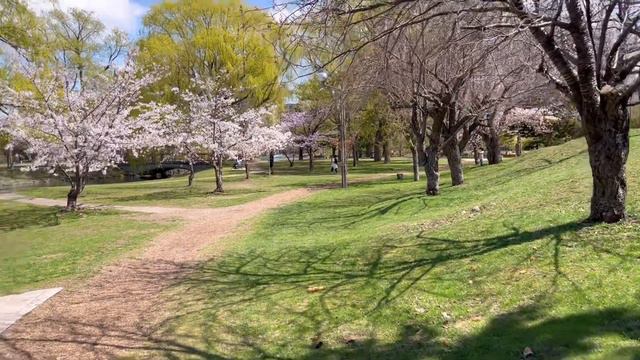 【 vlog 】桜満開 | 札幌中島公園 | sakura | Hokkaido Sapporo Nakajima Park | Living alone in Japan VLOG смотреть онлайн