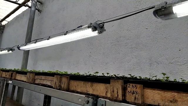 ЦВЕТЫ К 8 МАРТА? Пикировка! Подкормки! Подсветка! Полив! Температура! смотреть онлайн