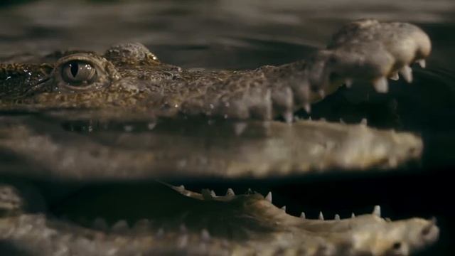 Крокодиляриум