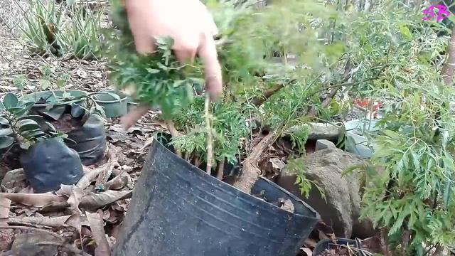 Bonsai Đinh Lăng - POLYSCIAS FRUTICOSA смотреть онлайн