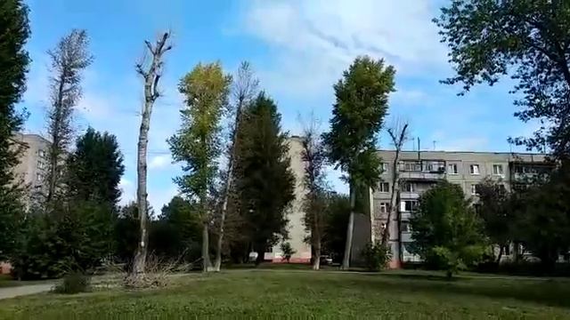 Спил сухого дерева смотреть онлайн