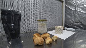 Ежевик гребенчатый: плодовые тела и мицелий. Свойства, сходства и отличия. Ферма MycoFarm.