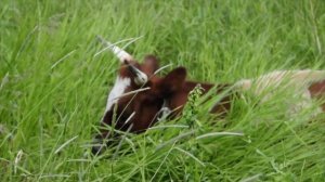 Защита животных от кровососущих насекомых. КРЕОЛИН. Репелленты