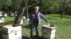 РОЕНИЕ ПЧЁЛ. как ПОСТУПАТЬ.