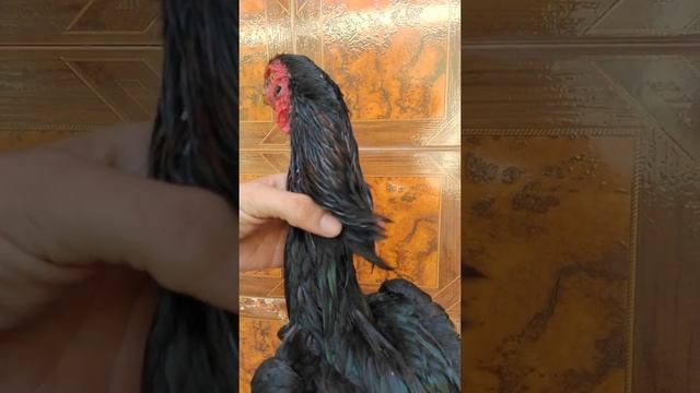 О Шамо O Shamo ,бойцовые петухи смотреть онлайн