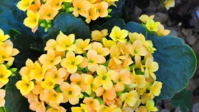 Каланхоэ в доме! Приметы и суеверия о каланхоэ!