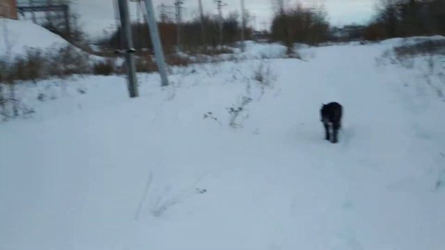 Зима, сегодня Юнике 4 месяца. смотреть онлайн