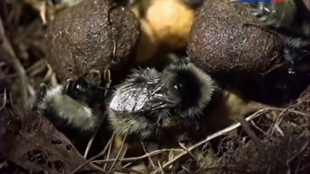 Друзья в Зоопарке