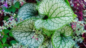 БРУННЕРА КРУПНОЛИСТНАЯ и СИБИРСКАЯ. ЯРКИЕ АКЦЕНТЫ В САДУ. Дачный креатив.