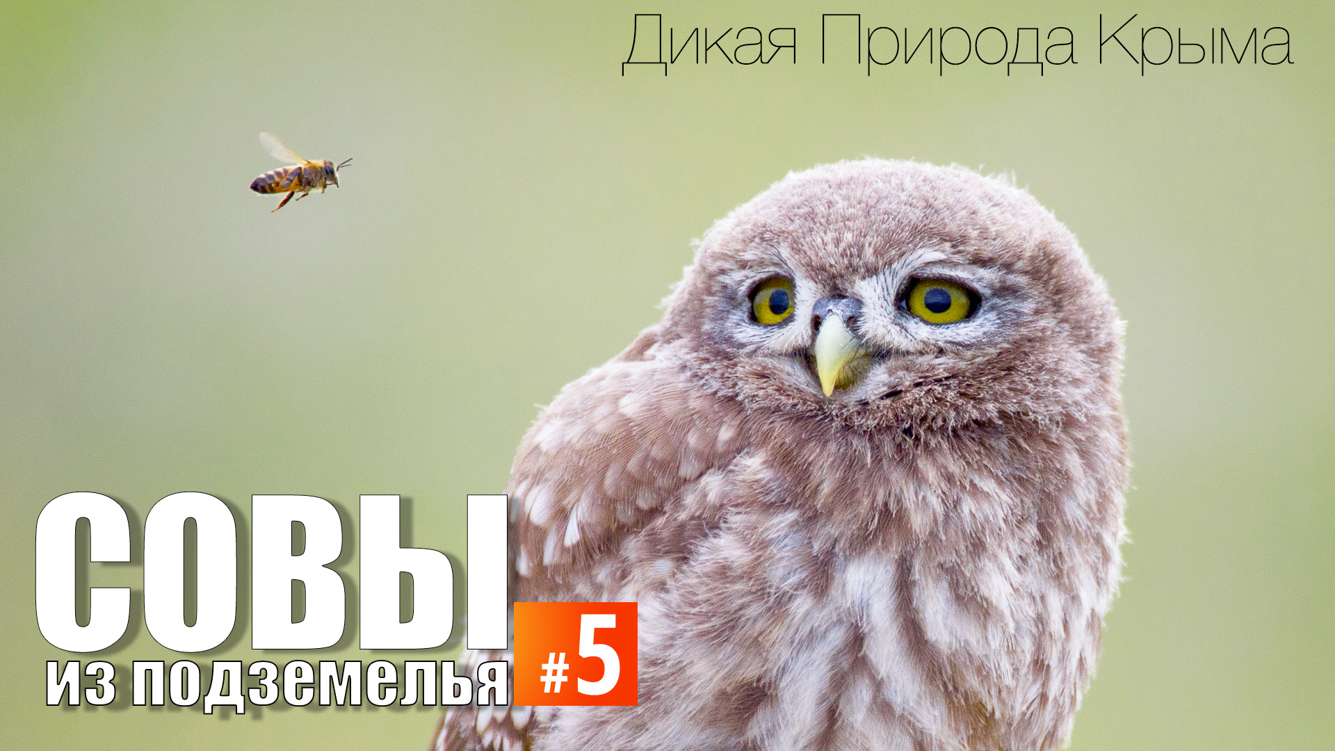 Совы из "подземелья". Эпизод 5. Маленький сыч и пчела. смотреть онлайн