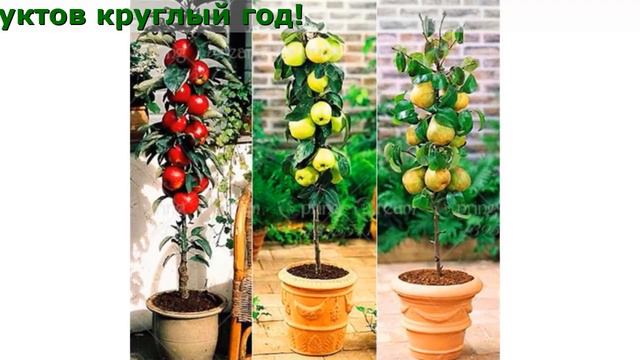 Домашние Фрукты Сайт смотреть онлайн