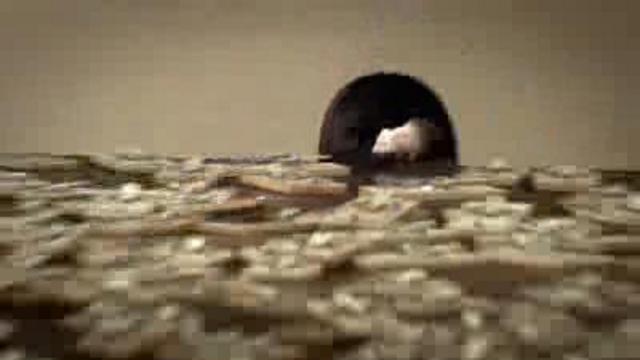 Реклама низколлорийного сыра смотреть онлайн