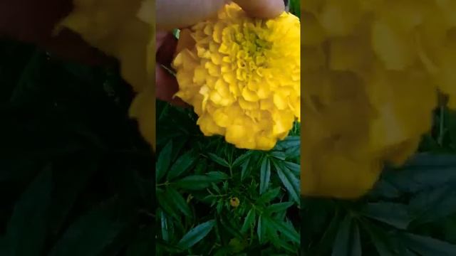 Эти бархатцы украсят любой участок. смотреть онлайн