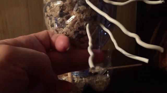 Кормушка для синичек и воробьёв, из 2-х бутылок смотреть онлайн